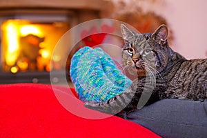 Gray Cat and a fireplace.