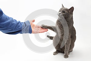 Gray cat gives a paw in the palm of the person