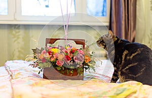 Gray cat gnaws flowers from a bouquet