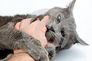 Gray cat grabbed the hand claws and bites