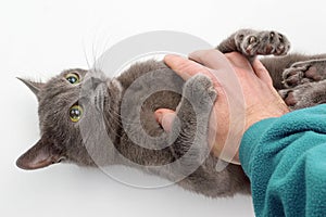 Gray cat grabbed his hand paws on white background