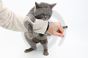 Gray cat grabbed his hand paws on white background