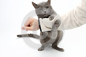 Gray cat grabbed his hand paws on white background