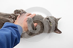 Gray cat grabbed his hand paws on white background