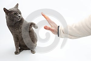 Gray cat grabbed his hand paws on white background