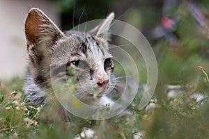 Gray cat on the grass, close-up of a cat