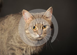 Gray cat on gray background