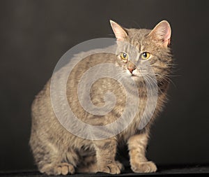 Gray cat on gray background