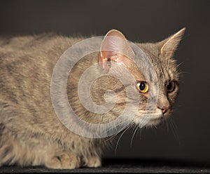 Gray cat on gray background