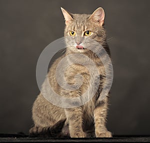 Gray cat on gray background