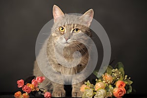 Gray cat on gray background with flowers