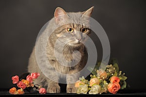 Gray cat on gray background with flowers