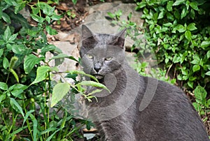 Gray Cat Green Eyes