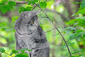 Gray cat with green eyes hunts in the forest