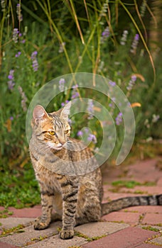 Gray cat with green eyes sitting cat near the house. Fluffy cat, beautiful pet animal. Outside wild cat. Cat in street