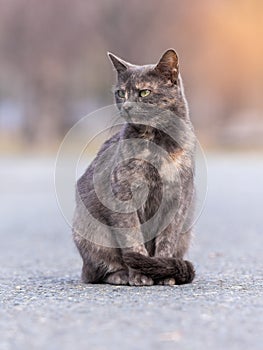 gray cat on the ground