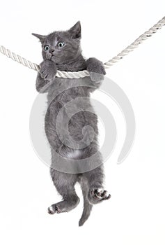 Gray cat hanging on rope