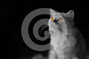 Gray cat has gold eyes on black background.