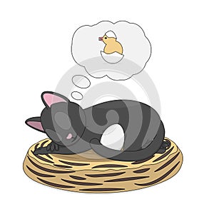 Gray cat is hatching an egg.