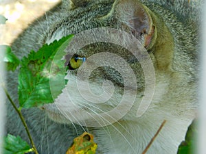 Gray cat hiding in the grass