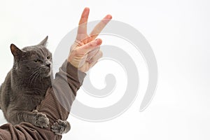 Gray cat hugged the hand of the man with the sign of victory