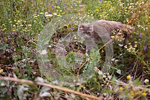 Gray cat hunting in bushes Siberian breed.