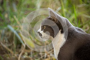 Gray cat hunting in the garden