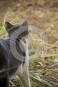 Gray cat hunting in the garden