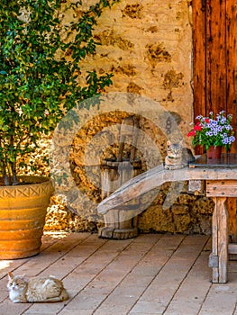 Gray cat and jar with flowers on a wooden table in a farm.