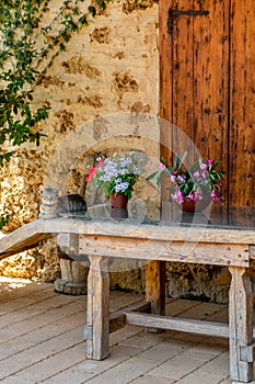 Gray cat and jar with flowers on a wooden table in a farm.