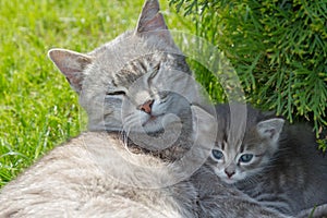 Gray cat and kitten