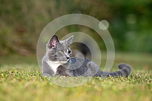 Gray cat laying down in the grass