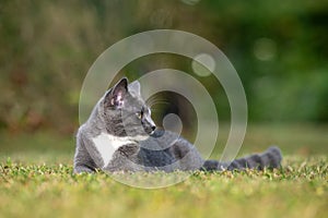 Gray cat laying down in the grass