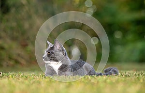 Gray cat laying down in the grass