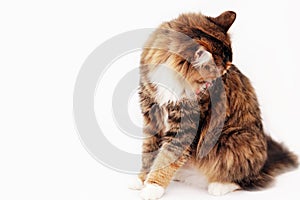 A gray cat licks itself on a white background