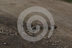 Gray cat lies on an empty rural road