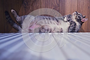 A gray cat lies on the floor by a warm white radiator on a cold winter day. The pet heats up at the home radiator with its belly