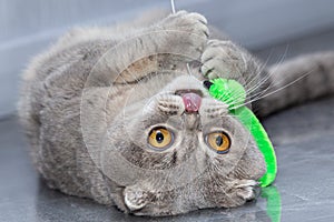 The gray cat lies on his back sticking out his tongue and plays with the toy.