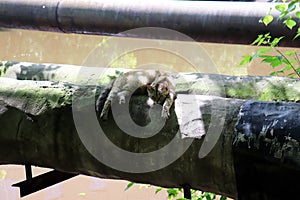 A gray cat lies on an iron pipe of a heating main on a Sunny summer day.