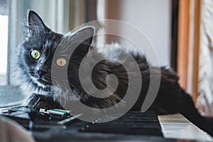 Gray cat lies on the piano