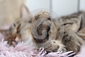 Gray cat lies on a pink plaid and shows paw.