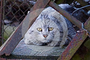 Gray cat lies on a rusty staircase in the street