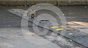 Gray cat lies on a speed bump on an asphalt road