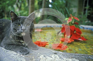 Gray cat by lily pond in Key West FL, home of Ernest Hemingway photo