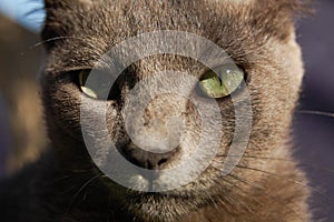 Gray cat looking at the camera. Close. Macro