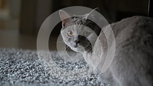 Gray cat looking camera