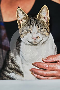 Gray cat looking at the camera