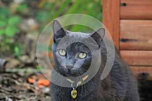 Gray cat looking forward portrait