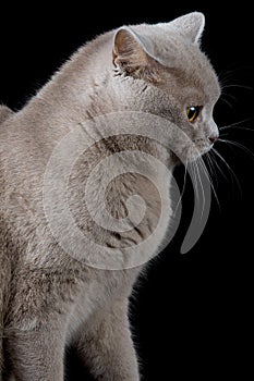 Gray cat looking a side