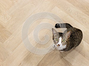 gray cat looking to the camera on the wooden floor great looking